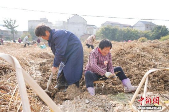 正在挖掘荸荠的村民。 曹智琴 摄.jpg 正在挖掘荸荠的村民。 曹智琴 摄.jpg