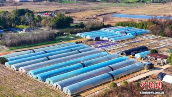 ͼΪ�����ϲ��ж����������������޴廨����ֲ���ء����� ��