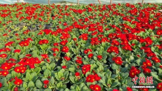 ͼΪ�ϲ��ж����������������޴廨����ֲ������ʢ���Ĳݻ������� ��