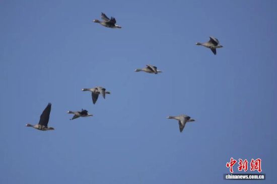 图为江西鄱阳湖南矶湿地国家级自然保护区内的雁群。 金鑫 摄 图为江西鄱阳湖南矶湿地国家级自然保护区内的雁群。 金鑫 摄