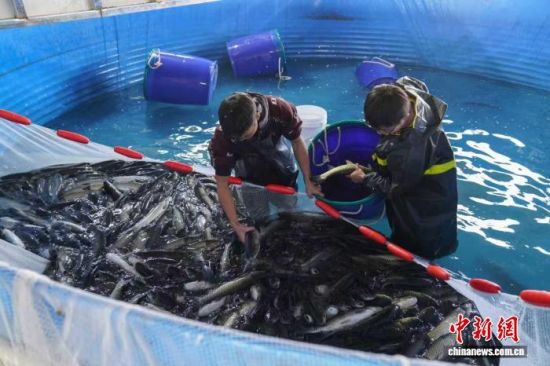 养殖工人将鱼投入池中“吊水”,通过净养提升鱼肉品质。 临川区融媒体中心供图 养殖工人将鱼投入池中“吊水”,通过净养提升鱼肉品质。 临川区融媒体中心供图