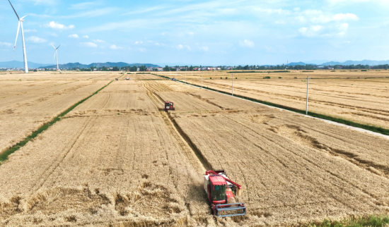 彭泽县棉船镇种植大户正在抢收小麦 彭泽县棉船镇种植大户正在抢收小麦