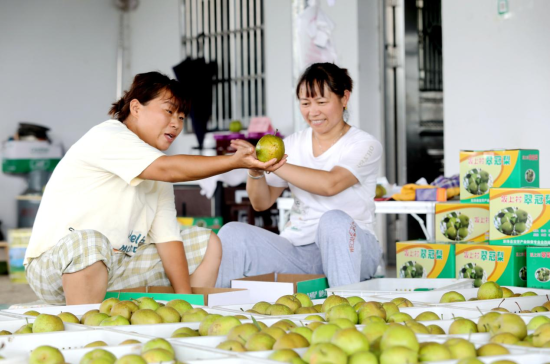 东升镇畈上村早熟梨种植基地,果农正在挑选梨子 东升镇畈上村早熟梨种植基地,果农正在挑选梨子