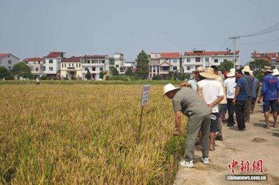 2025年7月8日,2025年江西省水稻新品种展示观摩会在江西省南昌市进贤县举行。图为正在查看早稻新品种的农户。熊锦阳 摄 2025年7月8日,2025年江西省水稻新品种展示观摩会在江西省南昌市进贤县举行。图为正在查看早稻新品种的农户。熊锦阳 摄