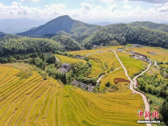 2025年10月16日,航拍位于江西赣州崇义县的上堡梯田。2022年,上堡梯田入选“世界灌溉工程遗产名录”。刘力鑫 摄 2025年10月16日,航拍位于江西赣州崇义县的上堡梯田。2022年,上堡梯田入选“世界灌溉工程遗产名录”。刘力鑫 摄