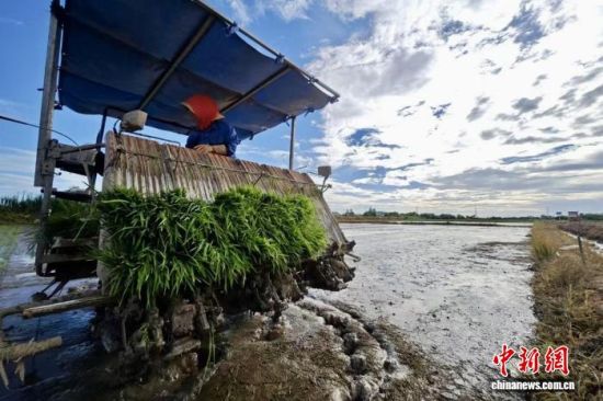 图为江西省南昌市新建区联圩镇万亩水稻绿色高产示范基地内,农户在栽播晚稻。(资料图)刘家兴 摄 图为江西省南昌市新建区联圩镇万亩水稻绿色高产示范基地内,农户在栽播晚稻。(资料图)刘家兴 摄