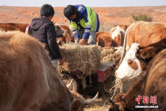 图为江西省南昌市新建区大塘坪乡好友种养殖专业合作社内,农户在为肉牛准备秸秆制成的饲料。 吴敏 摄 图为江西省南昌市新建区大塘坪乡好友种养殖专业合作社内,农户在为肉牛准备秸秆制成的饲料。 吴敏 摄