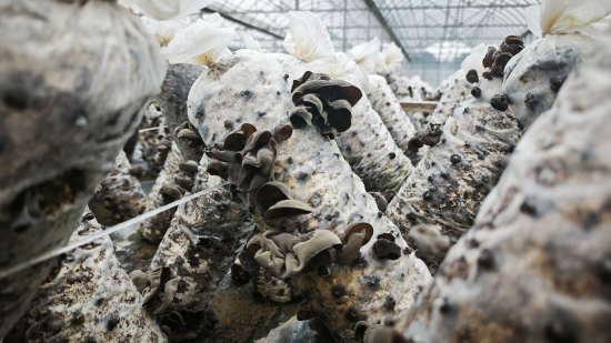 ͼΪ��ũ����������������ֲľ��