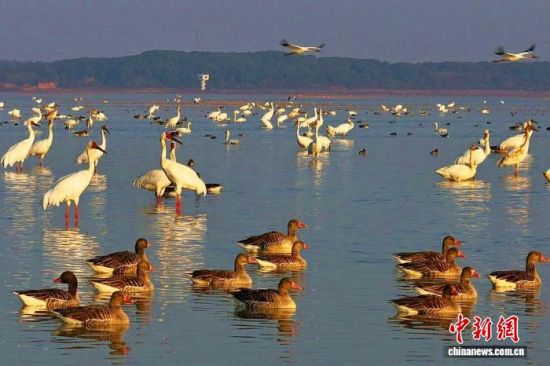 2月22日,江西鄱阳湖国家级自然保护区,大批候鸟栖息于此。王小龙 摄.jpg 2月22日,江西鄱阳湖国家级自然保护区,大批候鸟栖息于此。王小龙 摄.jpg