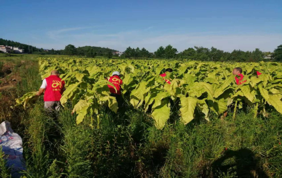 图为烟叶技术人员帮助烟农采摘烟叶 图为烟叶技术人员帮助烟农采摘烟叶