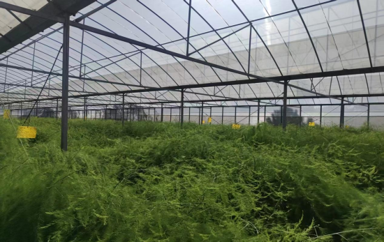 图为利用闲置育苗大棚种植芦笋 图为利用闲置育苗大棚种植芦笋
