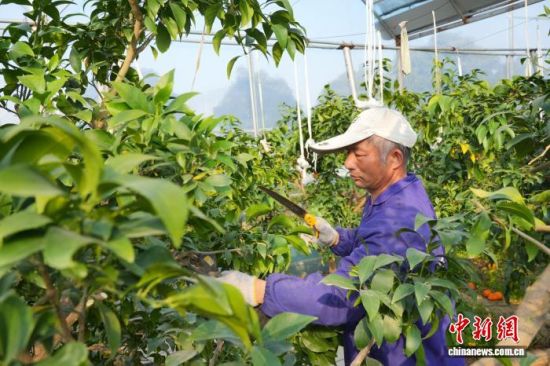 正在修剪果树的村民。 曹智琴 摄 正在修剪果树的村民。 曹智琴 摄