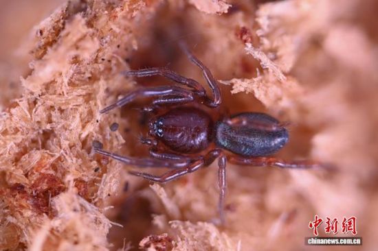 图为雌性井大平蛛。于心蕊 摄 图为雌性井大平蛛。于心蕊 摄