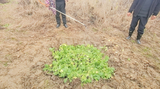 图为剩余烟苗销毁 图为剩余烟苗销毁