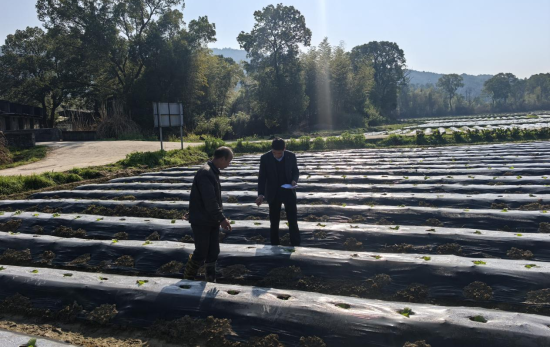 图为技术人员进行点株核查 图为技术人员进行点株核查