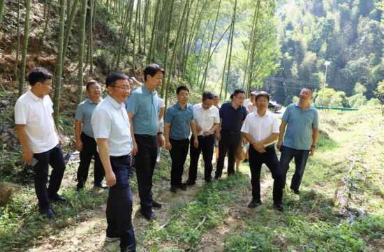 医院党委书记严小军(左三)带队调研林下中药材山香圆基地 医院党委书记严小军(左三)带队调研林下中药材山香圆基地