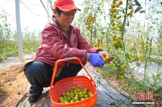 ͼΪ�ڽ���ʡ�������������ִ�ũҵʾ��԰�ڵ�ˮ��������ֲ���أ������ڲ�ժˮ�����ѡ��������� ��