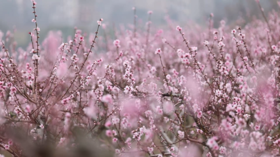 在十里桃花源种植基地,漫山桃花竞相绽放。 都昌县融媒体中心供图 在十里桃花源种植基地,漫山桃花竞相绽放。 都昌县融媒体中心供图