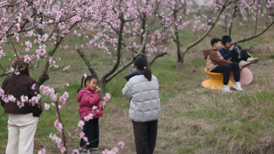 游客在十里桃花源种植基地观赏桃花,拍照打卡。 都昌县融媒体中心供图 游客在十里桃花源种植基地观赏桃花,拍照打卡。 都昌县融媒体中心供图