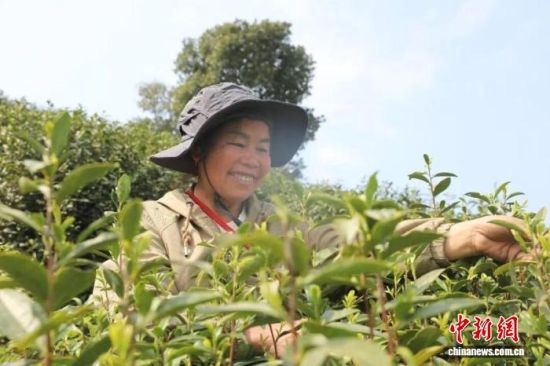在玉山县下塘乡千亩茶园,正在采茶的村民。 玉山县委统战部供图 在玉山县下塘乡千亩茶园,正在采茶的村民。 玉山县委统战部供图