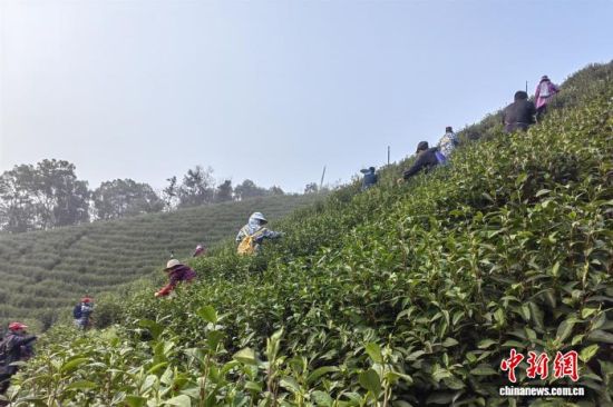 3月25日,在江西省九江市都昌县左里镇清辉村观音山有机白茶种植基地,采茶农户们精心采摘鲜叶独芽。江建峰 摄 3月25日,在江西省九江市都昌县左里镇清辉村观音山有机白茶种植基地,采茶农户们精心采摘鲜叶独芽。江建峰 摄