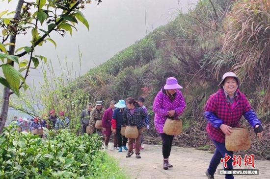 3月25日,在江西省九江市都昌县左里镇清辉村,采茶农户们腰挎茶篓,前往白茶种植基地采摘茶叶。江建峰 摄 3月25日,在江西省九江市都昌县左里镇清辉村,采茶农户们腰挎茶篓,前往白茶种植基地采摘茶叶。江建峰 摄