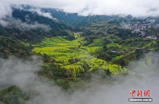 3月24日,位于“中国最美乡村”江西婺源县的篁岭万亩梯田油菜花竞相绽放,金色花海层层叠叠,在云雾缭绕下尽显诗情画意。(无人机照片)刘占昆 摄 3月24日,位于“中国最美乡村”江西婺源县的篁岭万亩梯田油菜花竞相绽放,金色花海层层叠叠,在云雾缭绕下尽显诗情画意。(无人机照片)刘占昆 摄