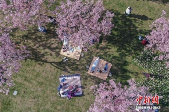 3月13日,江西南昌县凤凰沟,游客在盛开的樱花下露营野餐。(无人机照片)刘力鑫 摄 3月13日,江西南昌县凤凰沟,游客在盛开的樱花下露营野餐。(无人机照片)刘力鑫 摄