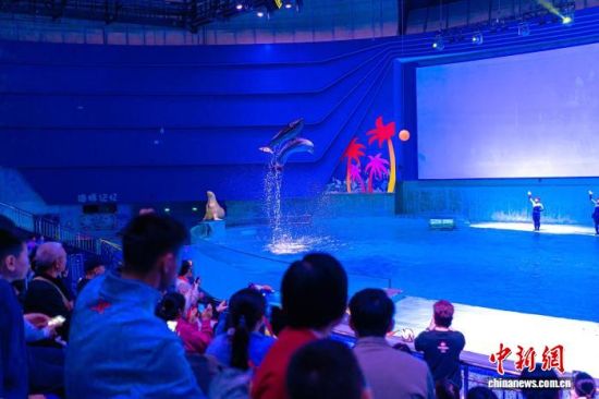 正在观看海豚表演的孩子们。 南昌融创海世界供图 正在观看海豚表演的孩子们。 南昌融创海世界供图