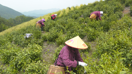 在高山风清云雾茶场,工人们正在采摘茶叶。 彭泽县融媒体中心供图 在高山风清云雾茶场,工人们正在采摘茶叶。 彭泽县融媒体中心供图
