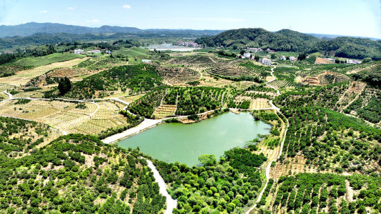 九江西海柑橘基地基础设施建设项目全景图 九江西海柑橘基地基础设施建设项目全景图