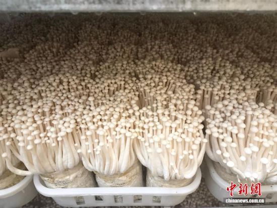 图为位于江西省九江市武宁县杨洲乡森峰村的元晟菌菇种植基地内生长的海鲜菇。卢梦梦 摄 图为位于江西省九江市武宁县杨洲乡森峰村的元晟菌菇种植基地内生长的海鲜菇。卢梦梦 摄