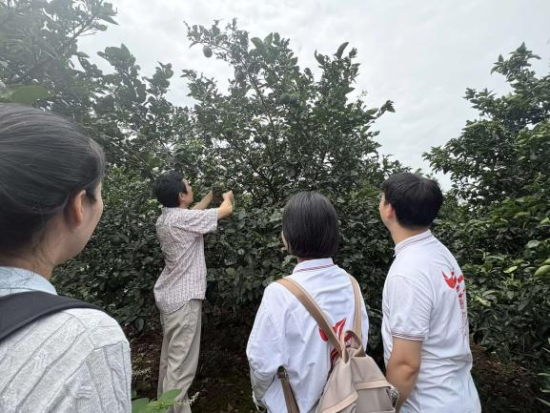 图为专家在种植基地讲解枳壳种植要点 图为专家在种植基地讲解枳壳种植要点