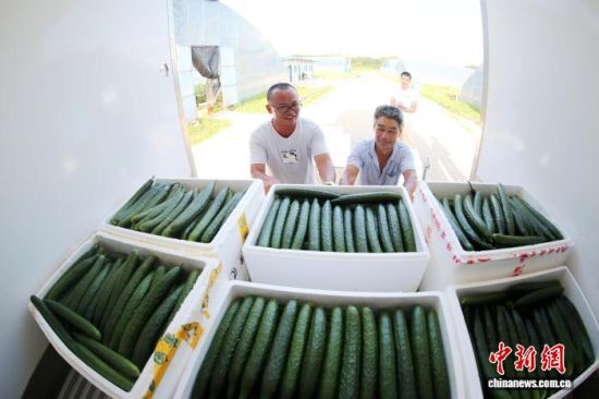 图为安远县蔬菜种植基地,农户与客商整理分拣好的新鲜黄瓜,这批本地大棚黄瓜将直达大湾区市场。 安远县融媒体中心供图 图为安远县蔬菜种植基地,农户与客商整理分拣好的新鲜黄瓜,这批本地大棚黄瓜将直达大湾区市场。 安远县融媒体中心供图