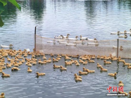 图为江西省抚州市崇仁县航埠镇航埠村白羽肉鸭养殖基地。 受访者供图 图为江西省抚州市崇仁县航埠镇航埠村白羽肉鸭养殖基地。 受访者供图