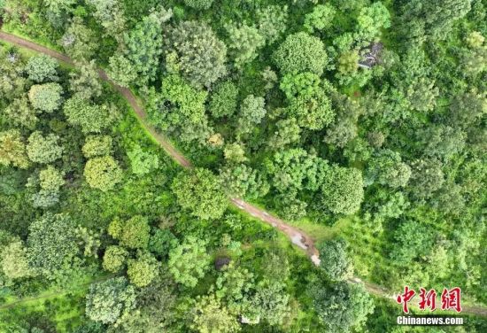 俯瞰云南普洱景迈山核心地带——大平掌古茶林。贾天勇 摄(1) 俯瞰云南普洱景迈山核心地带——大平掌古茶林。贾天勇 摄(1)