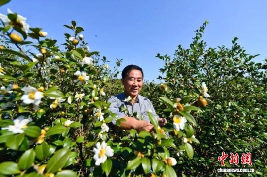 图为九江市柴桑区,正在查看油茶长势的农户。 柴桑区委宣传部供图 图为九江市柴桑区,正在查看油茶长势的农户。 柴桑区委宣传部供图