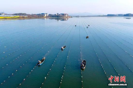 江西省九江市都昌县一珍珠养殖基地,蚌农正在进行珍珠蚌管护作业。 都昌县融媒体中心供图 江西省九江市都昌县一珍珠养殖基地,蚌农正在进行珍珠蚌管护作业。 都昌县融媒体中心供图