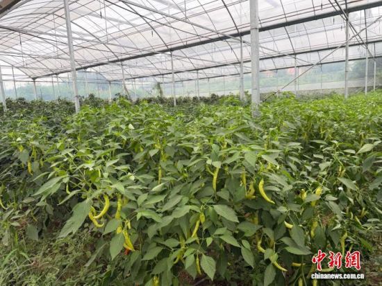 图为江西省九江市武宁县官莲乡东山村兰菇良生态观光园内种植的辣椒。 卢梦梦 摄 图为江西省九江市武宁县官莲乡东山村兰菇良生态观光园内种植的辣椒。 卢梦梦 摄