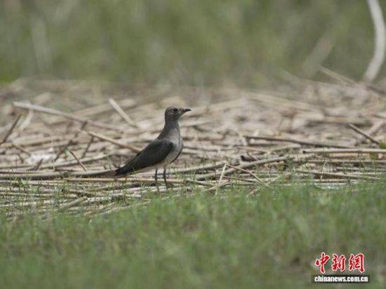 图为在江西鄱阳湖南矶湿地国家级自然保护区内栖息的普通燕鸻。金鑫 摄 图为在江西鄱阳湖南矶湿地国家级自然保护区内栖息的普通燕鸻。金鑫 摄