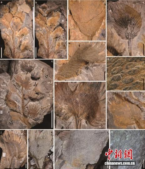 本项研究的种子植物化石,图g、m为孢子叶远轴面上着生的胚珠。研究团队 供图 本项研究的种子植物化石,图g、m为孢子叶远轴面上着生的胚珠。研究团队 供图