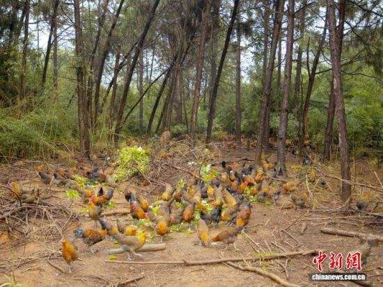图为崇仁县山林凤禽业麻鸡养殖基地。 崇仁县委统战部供图 图为崇仁县山林凤禽业麻鸡养殖基地。 崇仁县委统战部供图