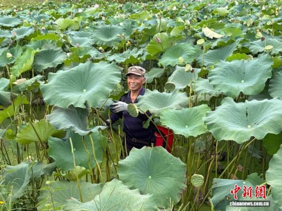 图为江西省吉安市青原区东固畲族乡螺坑村白莲种植基地内,种植户正在采摘莲蓬。 青原区委统战部供图 图为江西省吉安市青原区东固畲族乡螺坑村白莲种植基地内,种植户正在采摘莲蓬。 青原区委统战部供图