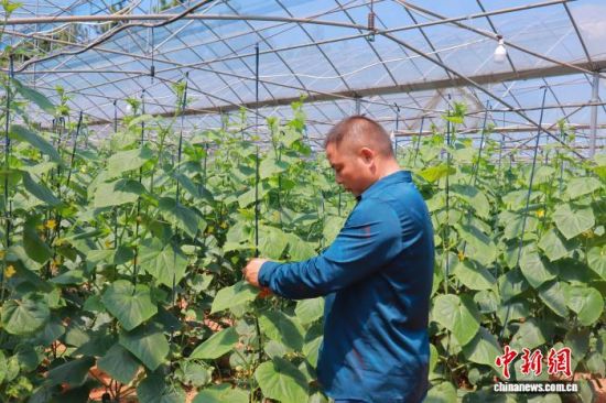 塑料大棚内,合作社负责人正在进行田间管理。 付丽玲 摄 塑料大棚内,合作社负责人正在进行田间管理。 付丽玲 摄