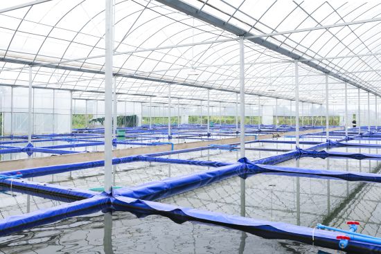 新建的金鱼孵化池 新建的金鱼孵化池