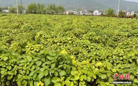 图为江西省瑞昌市范镇八都村苎麻种植基地。(资料图)瑞昌市融媒体中心供图 图为江西省瑞昌市范镇八都村苎麻种植基地。(资料图)瑞昌市融媒体中心供图