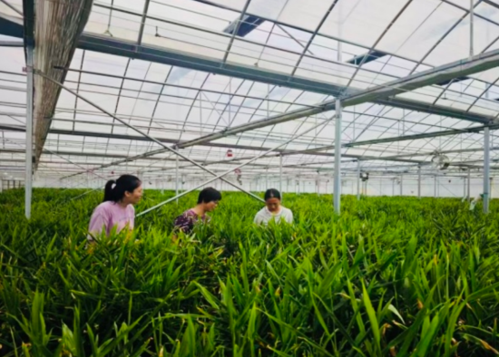 浦发银行南昌分行客户经理深入生姜生产大棚了解种植情况 浦发银行南昌分行客户经理深入生姜生产大棚了解种植情况
