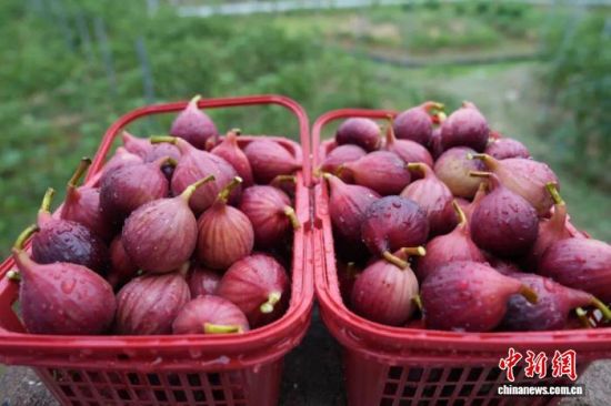 图为江西省九江市八里湖新区赛城湖街道塔水桥村无花果种植基地内采摘的无花果。(资料图)受访者供图 图为江西省九江市八里湖新区赛城湖街道塔水桥村无花果种植基地内采摘的无花果。(资料图)受访者供图