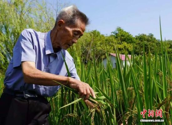 图为江西省九江市柴桑区岷山乡青岗村生态稻田种植基地内,基地负责人李升彬查看水稻长势。桂孝树 摄 图为江西省九江市柴桑区岷山乡青岗村生态稻田种植基地内,基地负责人李升彬查看水稻长势。桂孝树 摄