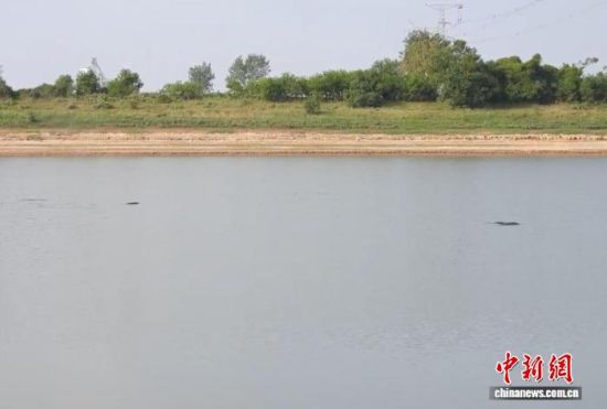 9月28日清晨,江西省余干县鄱阳湖湿地生态保护中心江豚巡护队在巡查中发现江豚群。袁文斌 摄 9月28日清晨,江西省余干县鄱阳湖湿地生态保护中心江豚巡护队在巡查中发现江豚群。袁文斌 摄